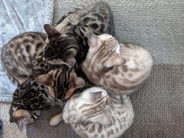 Kitten photo 1