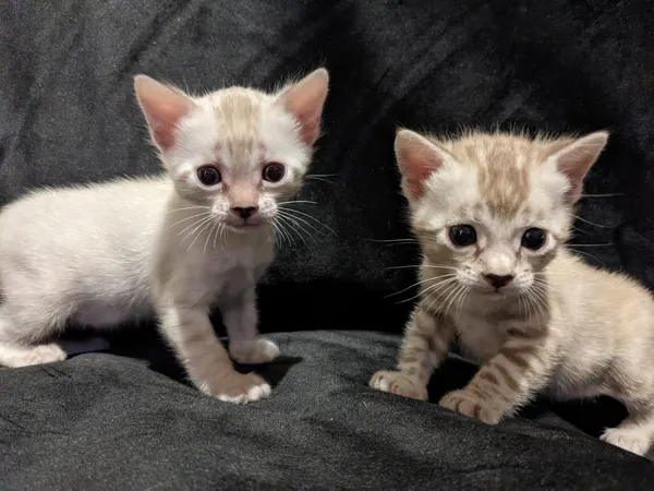 Kitten photo 26