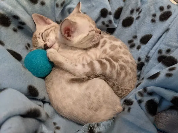 Kitten photo 51