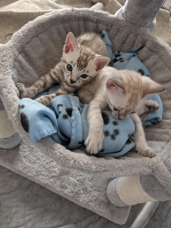 Kitten photo 22