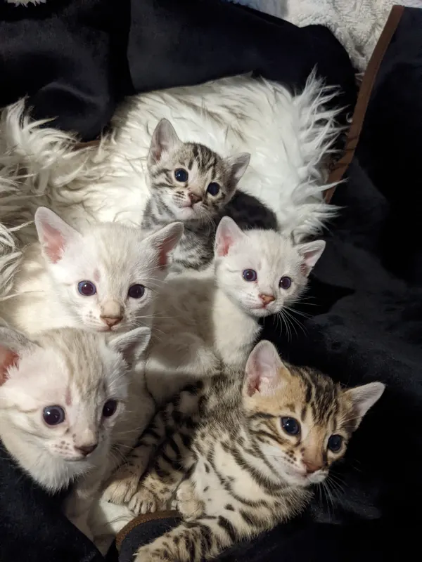 Kitten photo 47