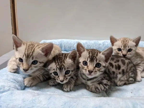 Kitten photo 18