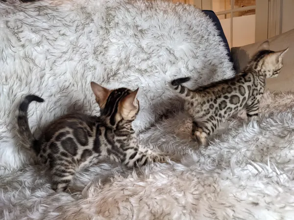 Kitten photo 43