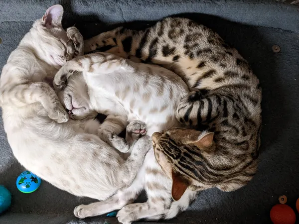 Kitten photo 14