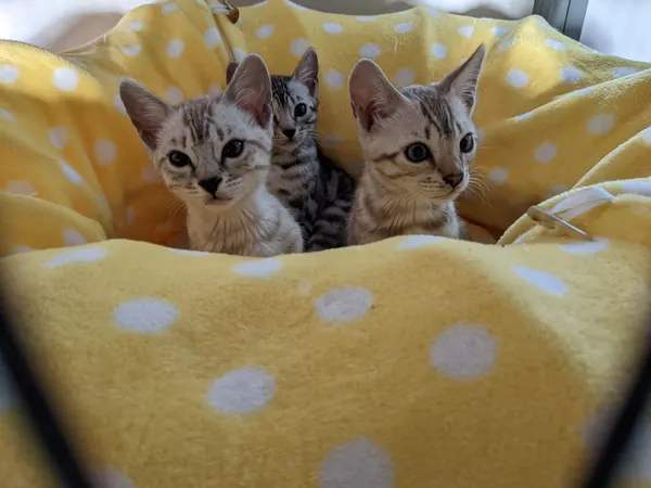 Kitten photo 39