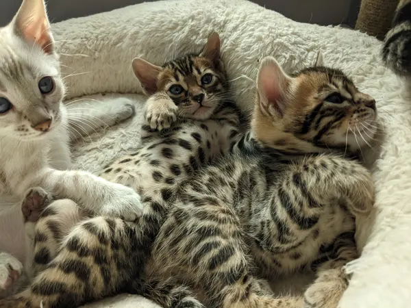 Kitten photo 10