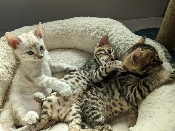 Kitten photo 35