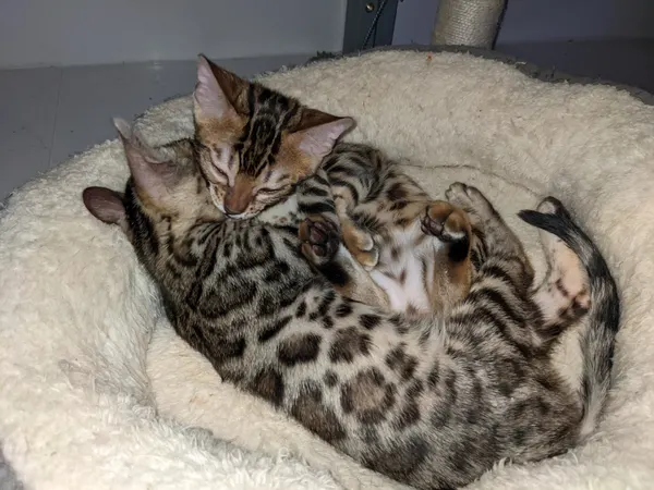 Kitten photo 6