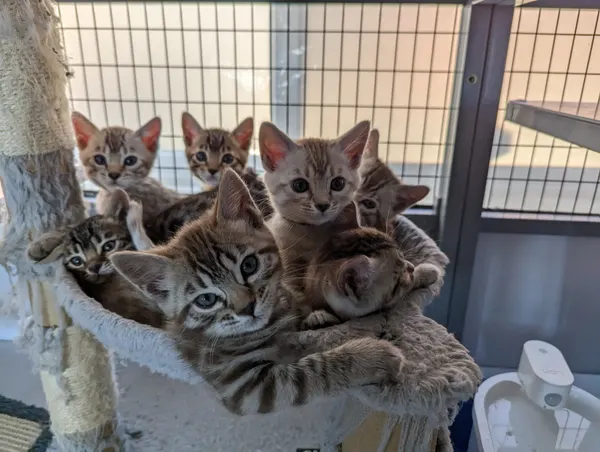 Kitten photo 31