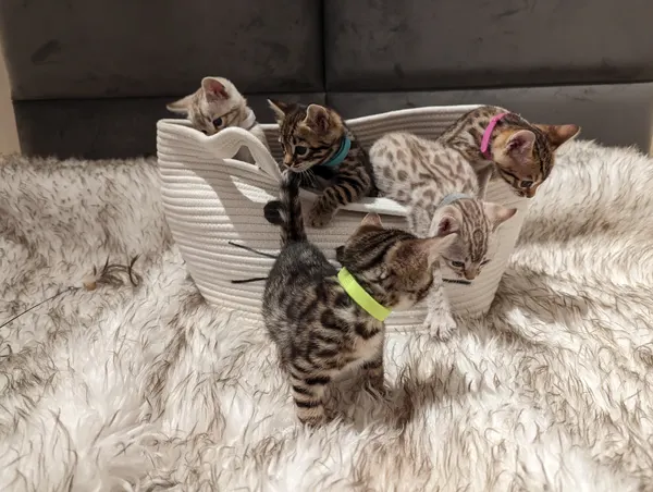Kitten photo 2