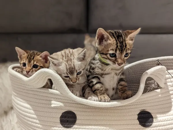 Kitten photo 27