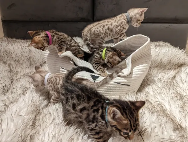 Kitten photo 52