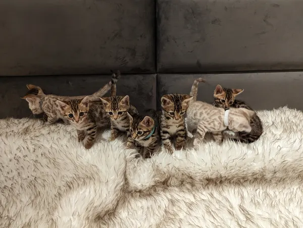Kitten photo 23