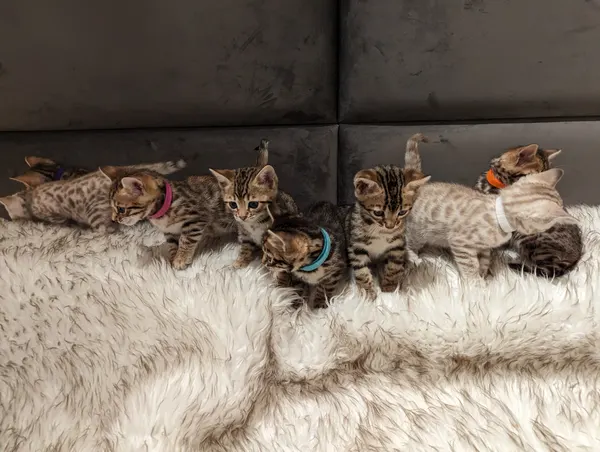 Kitten photo 48