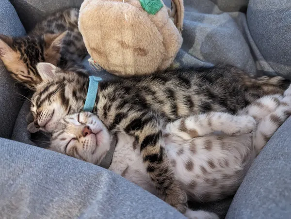 Kitten photo 19
