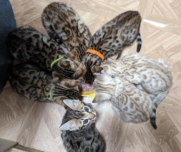Kitten photo 44