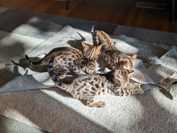 Kitten photo 15