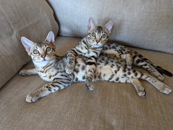 Kitten photo 40