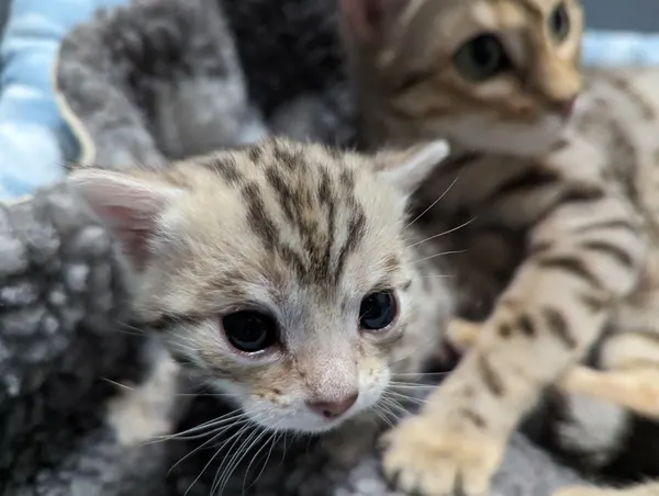 Kitten photo 11