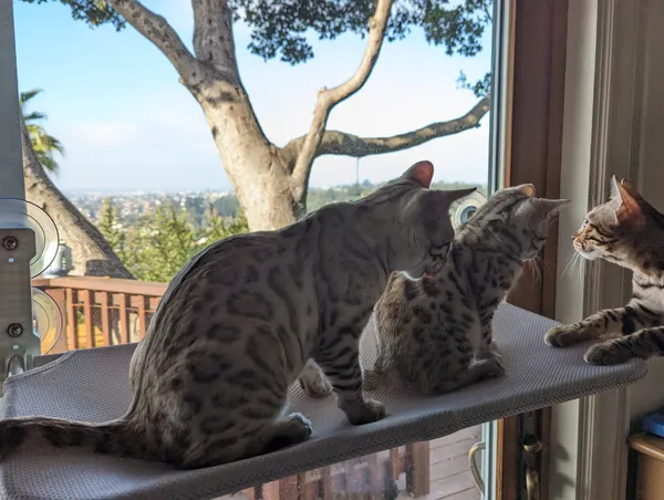 Kitten photo 36