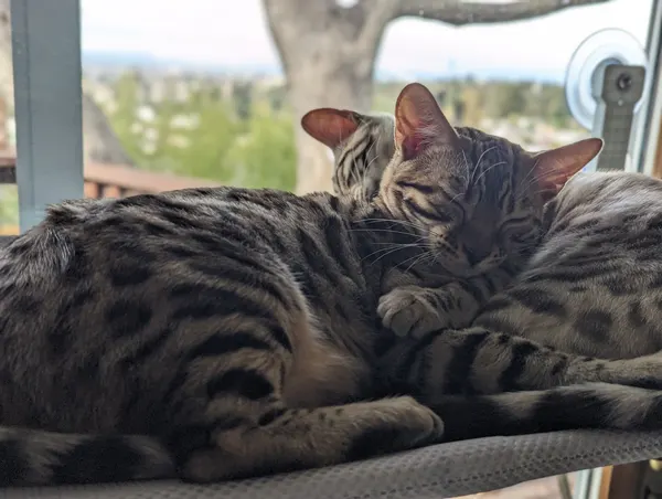 Kitten photo 7