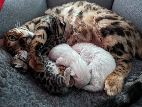 Kitten photo 32
