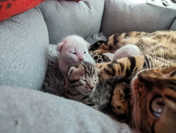 Kitten photo 3