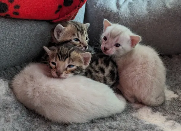Kitten photo 28