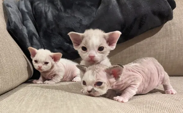 Kitten photo 53