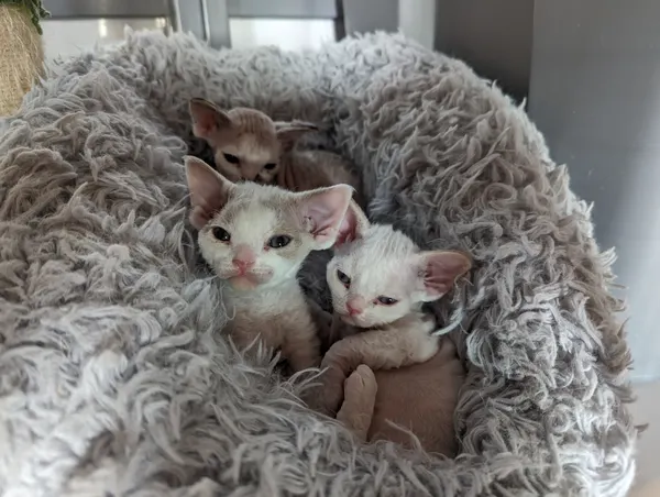Kitten photo 24