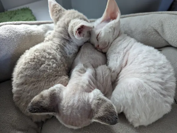 Kitten photo 49