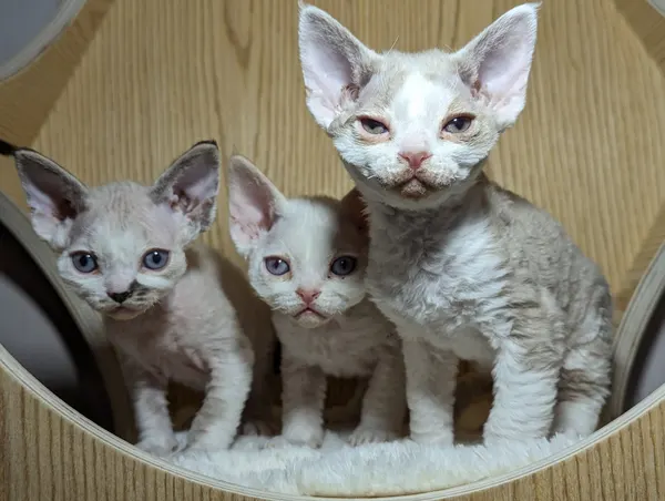 Kitten photo 45