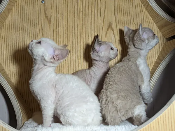 Kitten photo 16