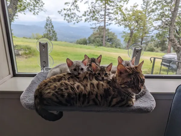 Kitten photo 41