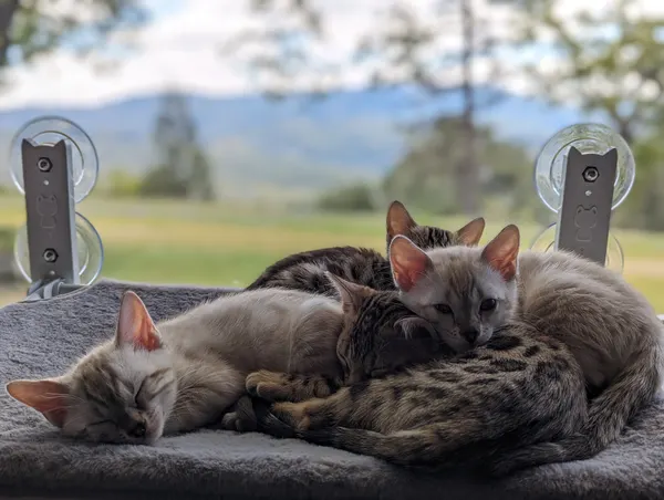 Kitten photo 12