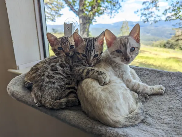 Kitten photo 37