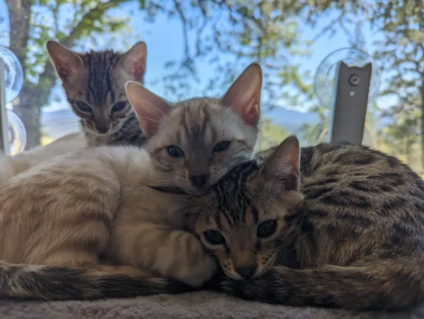 Kitten photo 8