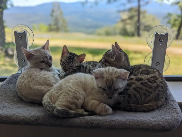 Kitten photo 33