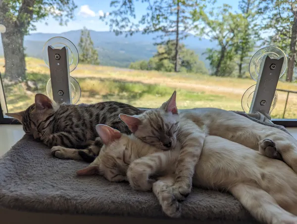 Kitten photo 4