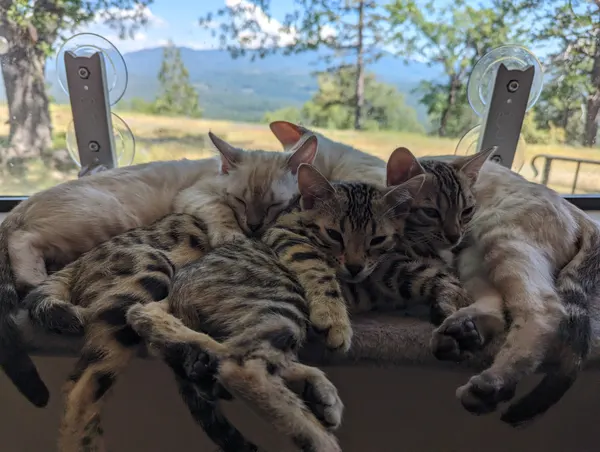 Kitten photo 29