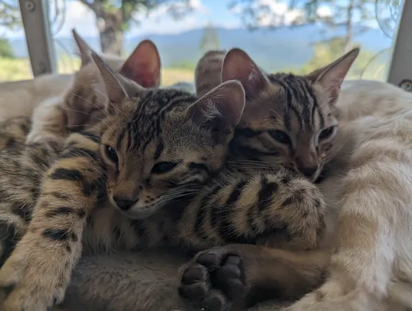 Kitten photo 54
