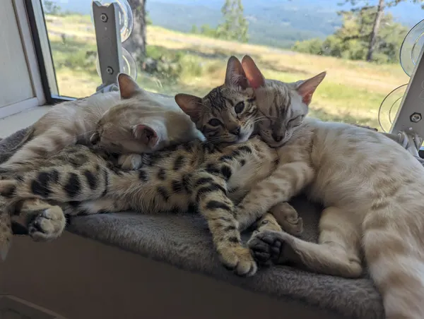 Kitten photo 25