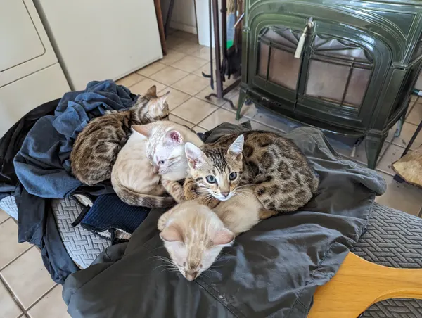 Kitten photo 50