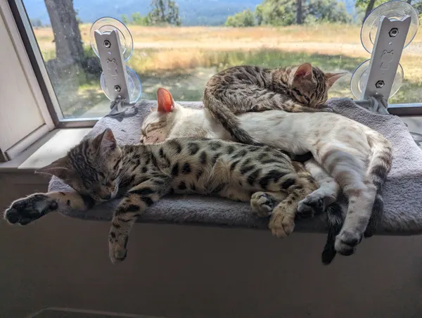 Kitten photo 21
