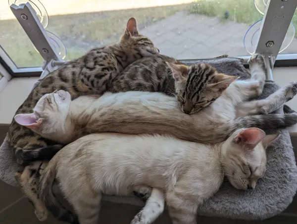 Kitten photo 46