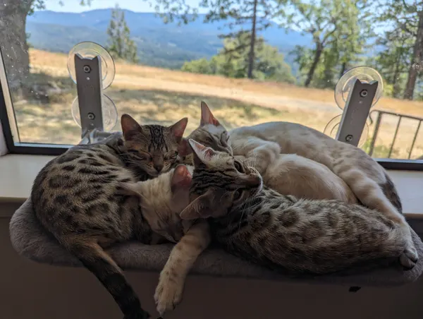 Kitten photo 17