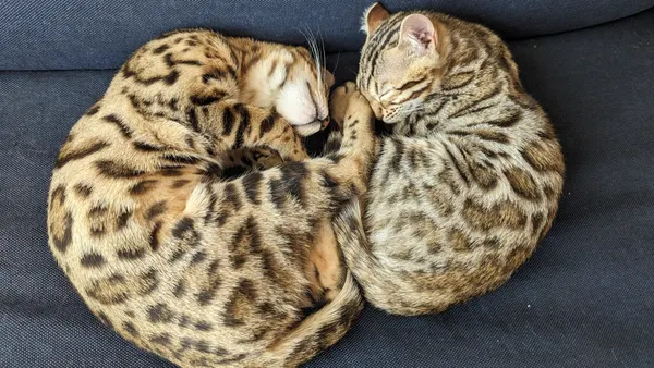 Kitten photo 42
