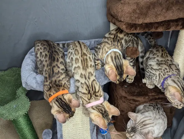 Kitten photo 13
