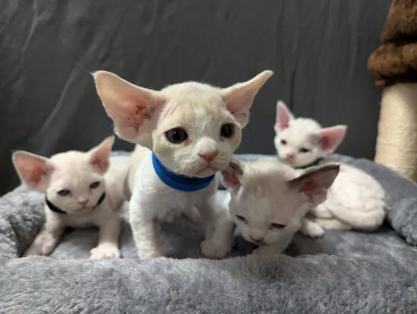 Kitten photo 38