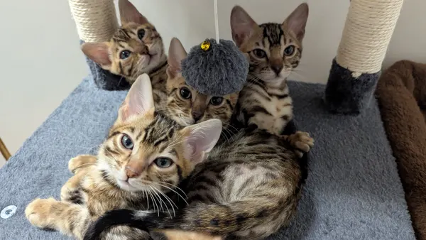 Kitten photo 5